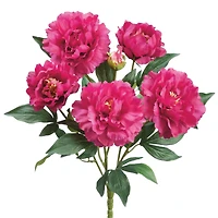 Dark Pink Peony Bush 