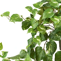 2ft. Pothos Hanging Bush, 3ct.