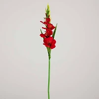 45" Red Gladiolus Flower Stems, 3ct.