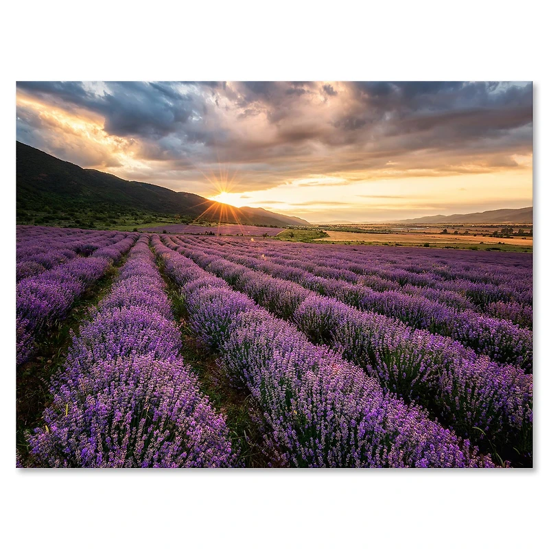 Designart - Sunrise & Dramatic Clouds Over Lavender Field VI