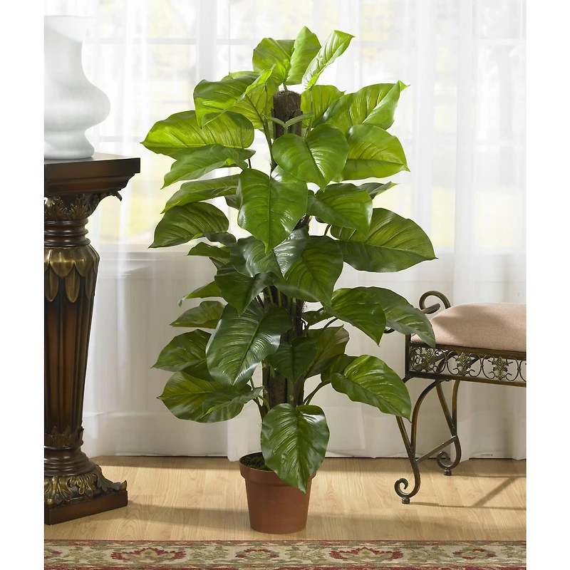 4.3ft. Potted Large Leaf Philodendron Plant