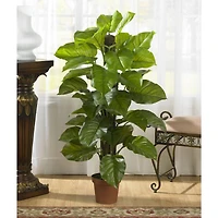 4.3ft. Potted Large Leaf Philodendron Plant