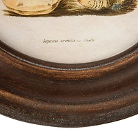 Hello Honey® 9.5" Round Framed Mushroom Print Wall Art Set