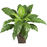 22" Birds Nest Fern with Wicker Basket
