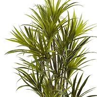 5ft. Potted Dracaena Tree