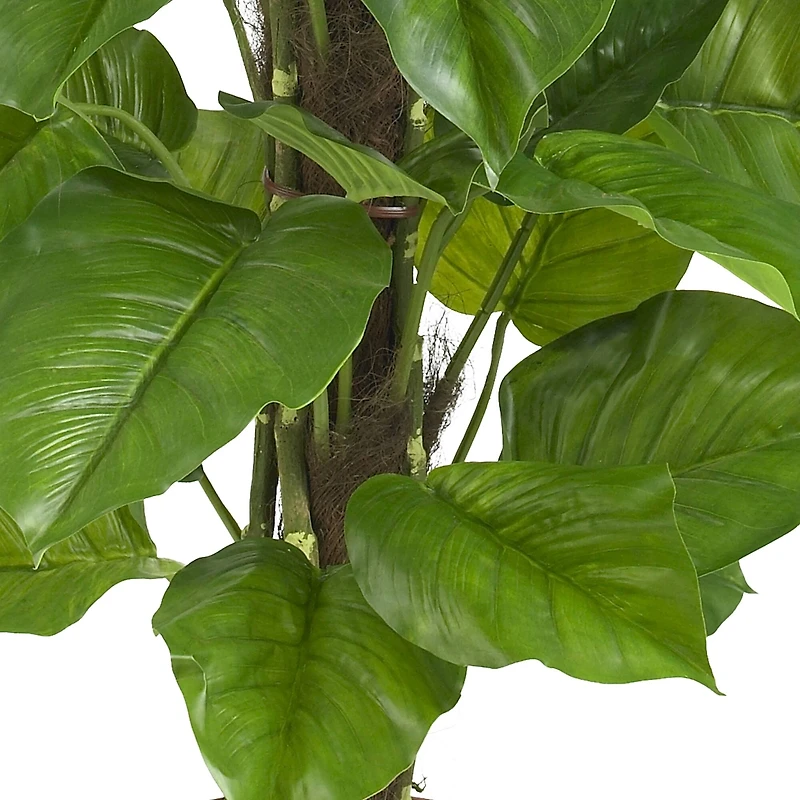 4.3ft. Potted Large Leaf Philodendron Plant