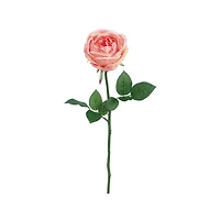 Garden Cabbage Rose Spray