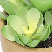 4" Succulent in Crackle Pot by Ashland®