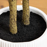 5ft. Enkianthus Tree in White Decorative Planter