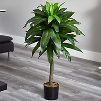 3.5ft. Potted Dracaena Plant
