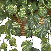 2ft. Pothos In Hanging Basket