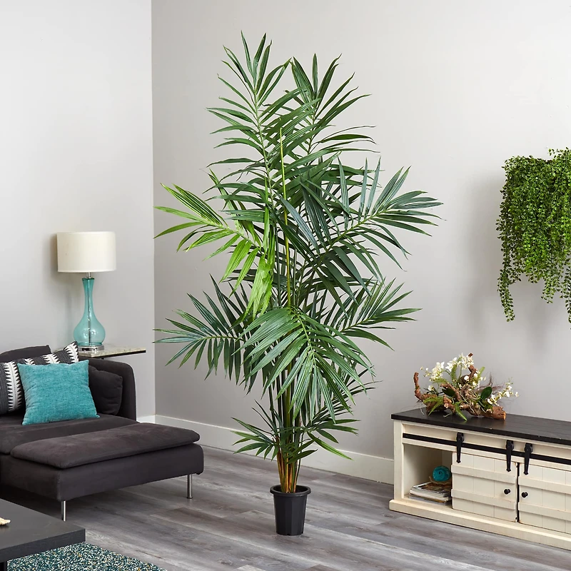 7ft. Potted Kentia Palm Tree