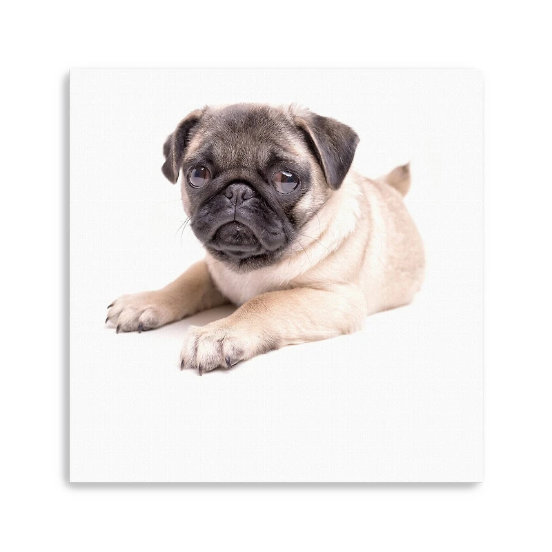 Lumaprints Cute Pug Puppy Canvas Giclée Art