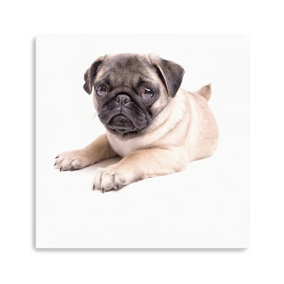 Lumaprints Cute Pug Puppy Canvas Giclée Art