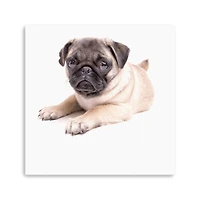Lumaprints Cute Pug Puppy Canvas Giclée Art
