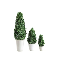 Hello Honey® 17'' Boxwood Cone Topiary in White Clay Pot