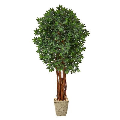 6ft. Lychee Tree in Country White Planter