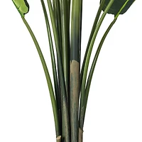 6ft. Potted Travellers Palm Tree