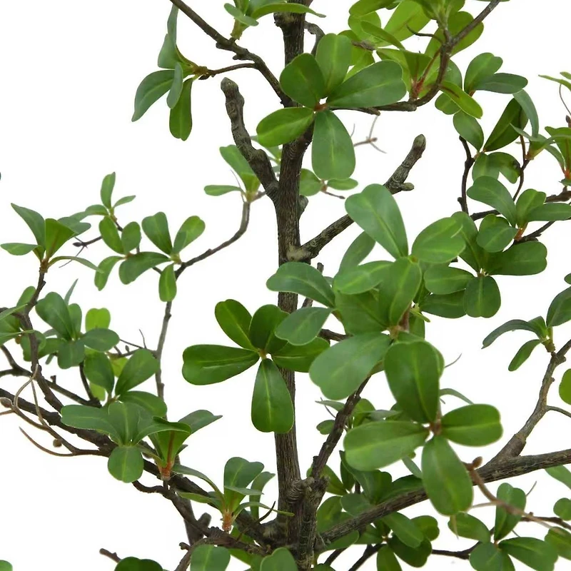 6ft. Potted Shady Lady Tree by Ashland®