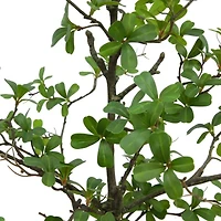 6ft. Potted Shady Lady Tree by Ashland®