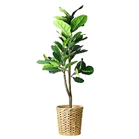 American Art Decor 4ft. Fiddle Fig Tree in Woven Basket