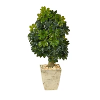 3.5ft. Umbrella Tree in Country White Planter