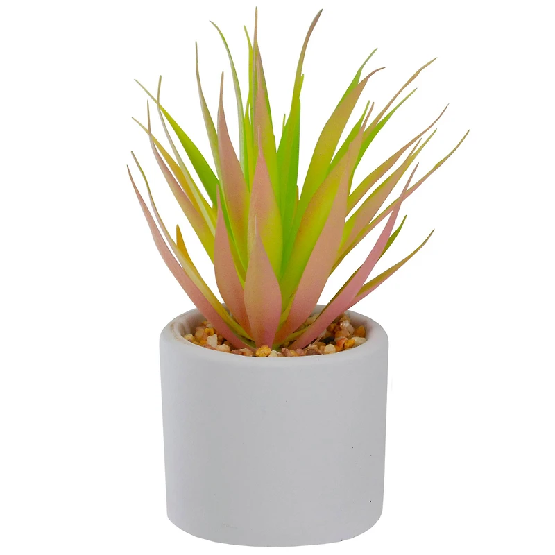 6.5" Green & Pink Sword Grass in White Pot