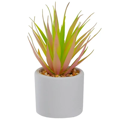 6.5" Green & Pink Sword Grass in White Pot