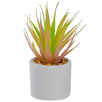 6.5" Green & Pink Sword Grass in White Pot
