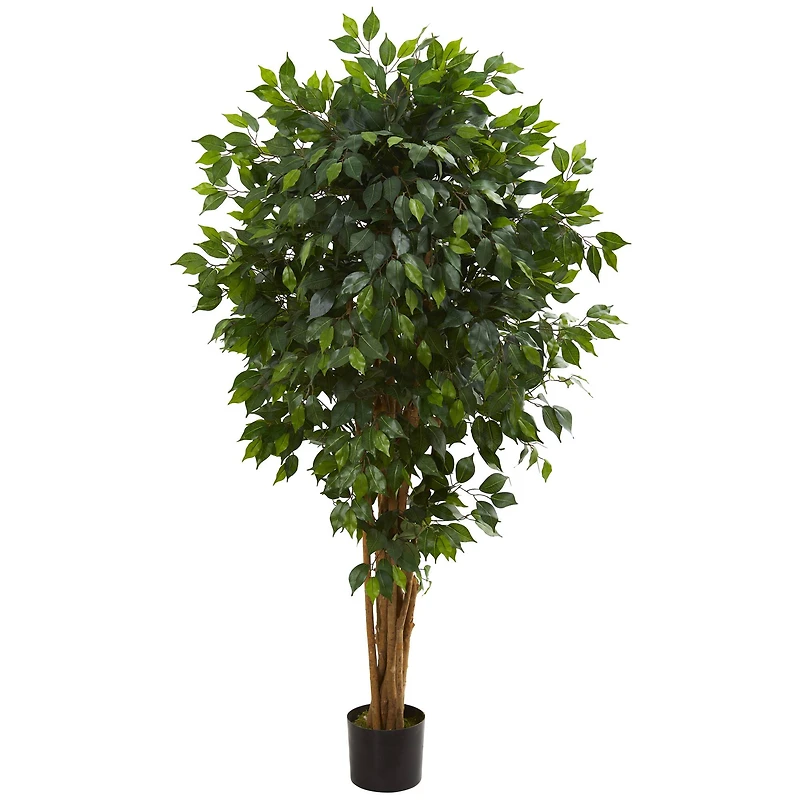 5.5ft. Potted Ficus Tree