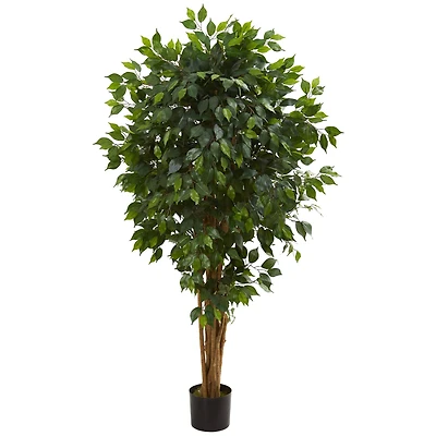 5.5ft. Potted Ficus Tree