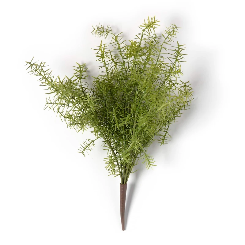 Springeri Bush by Ashland®
