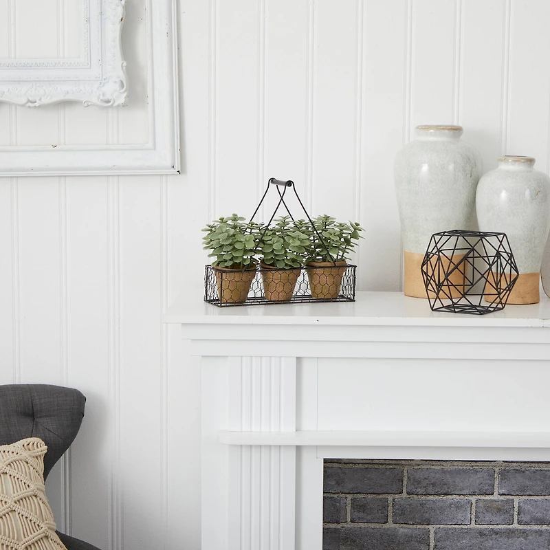 7" Potted Jade Garden Plants in Hanging Wire Planter