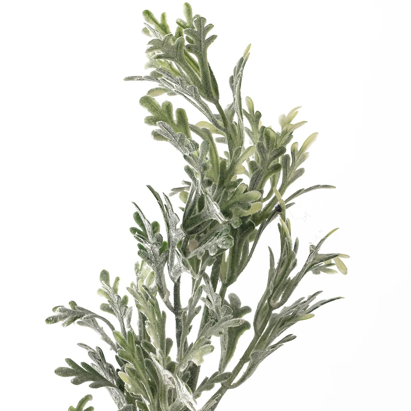 Dusty Miller Stem by Ashland®