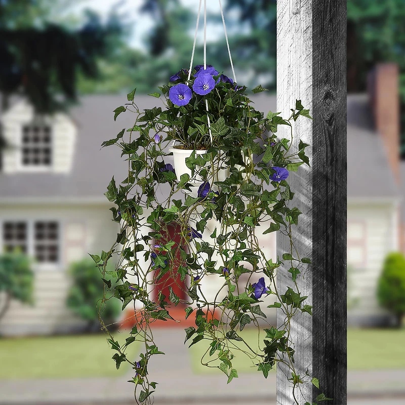 3.5ft. Purple Morning Glory Hanging Plant