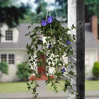 3.5ft. Purple Morning Glory Hanging Plant