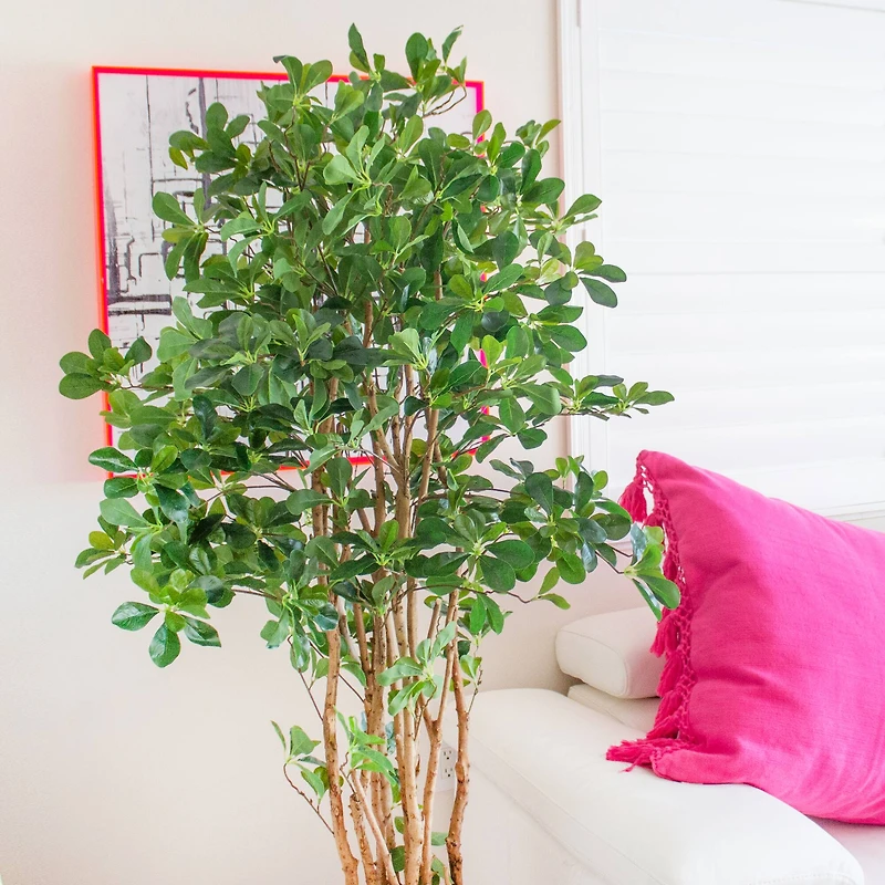 6ft. Potted Black Olive Tree