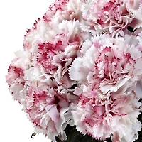 11" Pink and White Carnation Arrangement in Vase