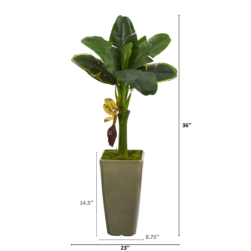 3ft. Banana Tree in Olive Green Planter