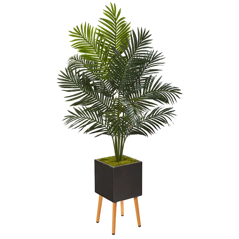 5.5ft. Paradise Palm Tree in Black Planter with Stand