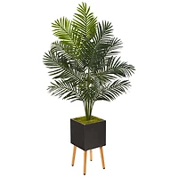 5.5ft. Paradise Palm Tree in Black Planter with Stand