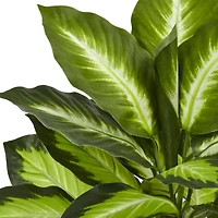 22" Potted Dieffenbachia in White Decorative Planter