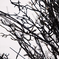 5ft. Pre-Lit LED Halloween Black Twig Artificial Fall Tree in Burlap Planter