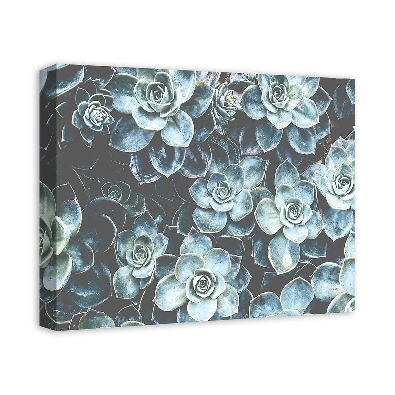 Grouping Of Succulents 20" x 16" Canvas Wall Art