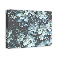 Grouping Of Succulents 20" x 16" Canvas Wall Art