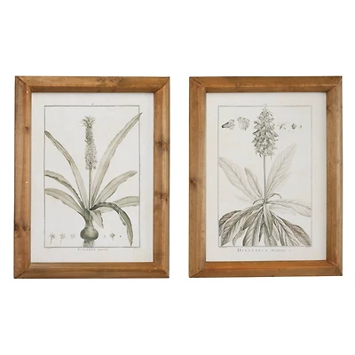 Brown & Cream Vintage Botanical Framed Wall Art Set
