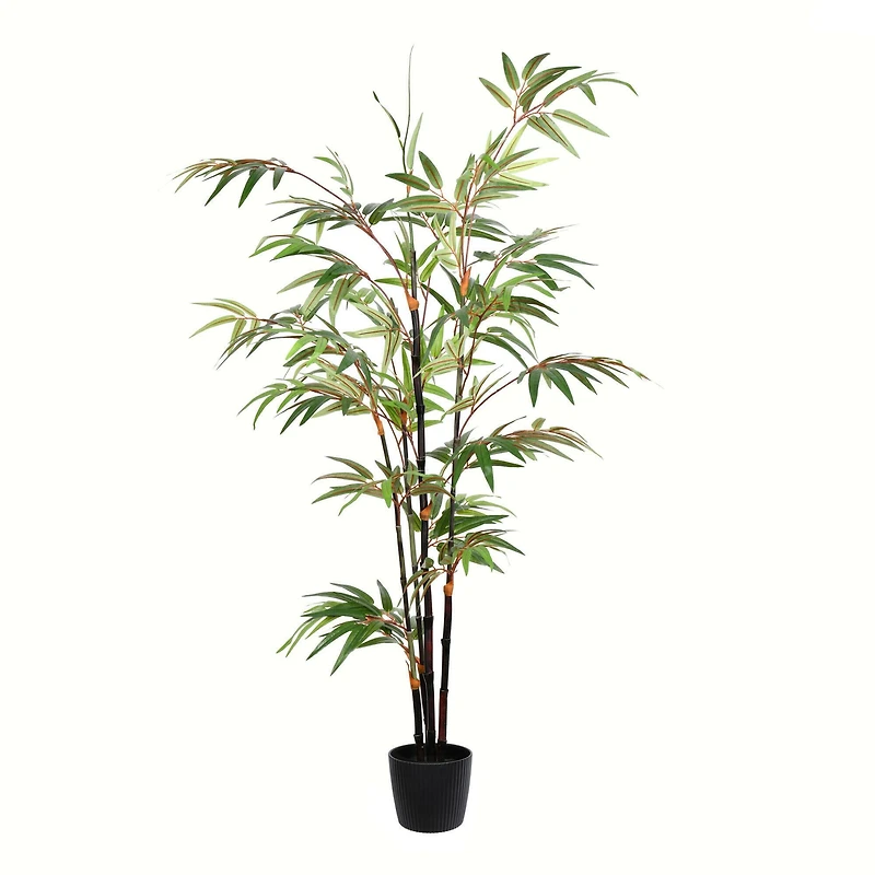 4ft. Potted Black Japanese Bamboo Tree