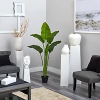 5ft. Potted Travelers Palm Tree