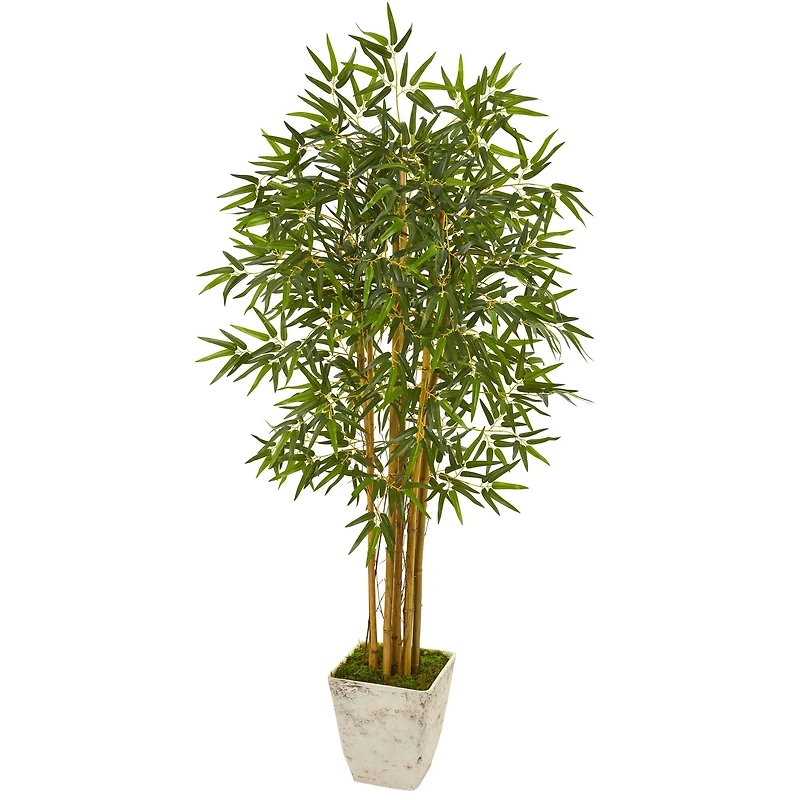 5.5ft. Bamboo Tree in Country White Planter