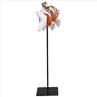 Design Toscano 11.5" Large Japanese Floating Koi Sculpture